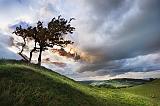 cushendall tree